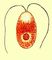 ����������. ������������. Dunaliella sp. ����������.