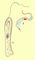 ����������. ������������: 1 � Peranema trichoforum; 2 � Trypanosoma lewisi. ����������.