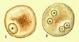 ������������� ����� (Entamoeba histolycia); 1 � ������������ ����������� �����; 2� �������������� �����. ����������.