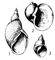 ���������: 1 � Lymnaea (Lymnaea) stagnalis; 2 � Lymnaea (Radix) auricularia; 3 � Lymnaea (Galba) truncatula. ���������.