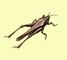 ��������� (Tetrix depressa). �����������.