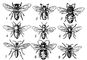 ����� (�����): 1 � Andrena haemorrhoa; 2 � Nomia diversipes; 3 � Melitta leporina; 4 � Megahile argenata; 5 � Heriades sp.; 6 � Coelioxys sogdiana; 7 � Nomada Fedtschenkoi; 8 � Eucera clypeata; 9 � Melecta fascipennis. �����.