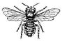 �����-�������� Megachile centuncularis (�����). �����-���������.