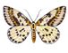 �������. �������� ������������� (Abraxas grossulariata) � ������, ������, ����. ����. ��������� ����������. �������. ��������.