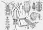 ���������� ������������: 1 � ������� ����� (Asellus aquaticus); 2 � Munnopsis typica; 3 � ������� ������� (Mesidothea entomon); 4 � ���������� (Limnoria lignorum); 5 � ������� (Oniscus asellus); 6 � �������������� ����� ( Bopyroides hippolites; � � �����; � � �����); 7 � Calathura brachiata; 8 � Arcturus baffini. ���������� ������������.