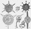 ����������: 1 � Hexastylus marginatus; 2 � Lithocubus geometricus; 3 � Circorrhedma dodecahedra; 4 � Trigonocyclia triangularis; 5 � Euphisetta staurocodon; 6 � Medusetta craspedota; 7 � Pipetta tuba. ����������.