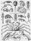 ������������: 1 � �������� (Branchinecta paludosa), ��. 24 ��; 2 � ������ (Apus cancriformis), ��. ���� �� 7,5 ��; 3 � ������ (Daphnia magna), ��. 3 ��; 4 � ������� (Calanus finmarchicus), ��. �� 5,5 ��; 5 � Derocheilocaris typicus, ��. �� 0,5 ��; 6 � Candona candida, ��. �������� �� 1,2 ��; 7 � ������� ����� (Balanus hammeri), ���. �� 9 ��; 8 � Dendrogaster dichotomus, ������ ������ � ������� �� 8 ��; 9 � Nebalia bipes, ��. 1 ��; 10 � Bathynella natans, ��. �� 1 ��; 11 � Mysis oculata, ��. �� 4 ��; 12 � ������ �������� (Gammarus lacustris), ��. �� 2 ��; 13 � ������� ����� (Asellus aquaticus), ��. �� 20 ��; 14 � Apseudes spinosus, ��. �� 15 ��; 15 � Diastylis rathkei, ��. �� 2 ��; 16 � ���������� ���� (Paralithodes camtschatica), ������ ������� �� 25 ��; 17 � ������ ��� (Astacus leptodactylus), ��. 25 ��; 18 � �������� (Pandalus borealis), ��. �� 15 ��; 19 � ���-������� (Squilla mantis), ��. �� 20 ��. ������������.