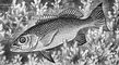 ������� ������ (Lutianus argentimacuatus). ������� �����.