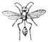 ������ ��� Sceliphron spirifex, �����. ������ ���.