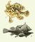 1. ������� ���� Antennarius histrio. 2. �������� Edriolychnus schmidti (����� � �������������� � ��� ������). ���� (������ �����������).