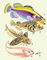 1. �������� ������. 2. �������� ��������. 3. ������ Trigla hirundo. 4. ������� Coreproctus reinhardti. 5. ������� Pandaka pygmaea. ���� (������ �����������).