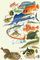 1. ������ Beryx decadactylus. 2. ������� �������-������. 3. �������-����. 4. ������������ ������� �����. 5. ������������ ����-�����. 6. ����������� ������. 7. ������� Pandaka pygmaea. 8. ��������. 9. ��������. 10. ������������ ��������. 11. �������� Agonomalus proboscidalis. 12. ��������� �����. 13. ���������. 14. ���������� �������. 15. ������-����. 16. ���������. 17. �������� �������. 18. ��������������� ��������. 19. ����������� �������. 20. ������������ ������� ����. ���� (������ �����������).