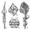 � �������������� ����������: 1 � Cycas circinalis; 2 � Cycas revoluta; 3 � Macrozania peroffskyana; 4 � Ceratozanna mexicana. ���������.