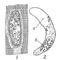 ������������� Sarcocystis tenella: 1 � ����� � ����������� ����; 2 � �������� (� � �������, � � ����). �������������.