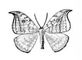 �������. ����������� ��������� (Drepana falcataria) � ������. �����������.