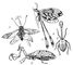 �������������: 1 � �� ���. Ascalaphidae; 2 � �� ���. Mantispidae; 3 � �� ���. Nemopteridae (� � �������� ���������; � � �������). �������������.