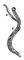 Syngamus trachea: � � �����; � � �����. �������.