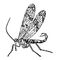 ������������ ������������ (Panorpa communis). ����������� ����.