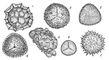 ����� ��������� ������������ (1 � Fossombronia angulosa, 2 � Anthoceros tuberculatus), ������������� ������������������� (3 � Pteridium aquilinum, 4 � Lycopodium clavatum, 5 � Dryopteris filix-mas) � ������������� ������������������� (6 � Salvinia cucullata, 7 � Selaginella radiata). �����.