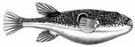 Фугу, или собака-рыба (Fugu rubripes). Сростночелюстные.