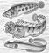 ���������: 1 � ���������� ������ (Stichaeopsis nana); 2 � ����������� ������� (Chirolophis snyderi); 3 � ������� ������� (Alectrias alectrolophus). ���������.