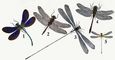 ��������. 1. �������� (Calopteryx virgo). 2. �������� �������� (Leucorrhinia pestoralis). 3. �������� ����������� (Megalopterus marchali). 4. ����� ������������ (Gomphus vulgatissimus). 5. �������� ������� (Nososticta solida). ��������.