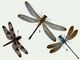 ��������. 1 � �������� ��������������� (Libellula pulchella); 2 � ������ (Epallage fatime); 3 � �������� ������� (Diflebia euphaeoides). ��������.