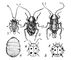 �����������: 1 � ������ Blatella germanica (����� � �������); 2, 3 � ������ ������� Blatta orientalis (2 � �����, 3 � ����� � �������); 4 � ��������� ���������� Attaphila fungicola, ������� � ������� ��������<span style='font-family: