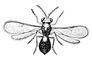 Telenomus gracilis. Теленомусы.
