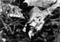 Тинторетто. «Мученичество св. Екатерины». 1580-е гг. Церковь Санта-Катерина. Венеция. Тинторетто Якопо.