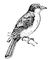 Tyrannus tyrannus. Тираны.