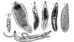 Трематоды: 1 — Busephalus polymorphus, дл. 1—2 мм; 2 — Fasciola hepatica, дл. до 30 мм; 3 — Dicrocoelium lanceatum, дл. ок. 10 мм; 4 — Opistorchis felineus, дл. ок. 10 мм; 5 — Echinostoma revolutum, дл. 7—10 мм; 6 — Cyclocoelum mutabile, дл. ок. 12 мм; 7 — Schistosomum haematobium, дл. 12—20 мм; более широкий самец удерживает самку в своем брюшном жёлобе. Трематоды.