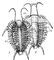 Реконструкция трилобита Ceraurus из среднего ордовика: 1 — вид с брюшной стороны; 2 — вид со спинной стороны; ант — антенна; гл — глаз; к — конечности. Трилобиты.