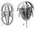 Трилобиты: 1 — Serrodiscus (подкласс миомер, ранний кембрий); 2 — Olenellus (подкласс полимер, ранний кембрий). Трилобиты.