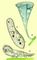 Инфузории: 1 — туфелька (Paramecium caudatum); 2 — трубач (Stentor coeruleus); 3 — стилонихия (Stylonichia mytilus). Трубачи (род простейших).