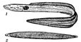 Морской угорь (Conger conger): 1 — взрослый; 2 — личинка-лептоцефал. Угри (отр. костистых рыб).