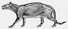 Фенакодус (Phenacodus primoevus). Фенакодус.