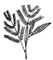Филлодий у Acacia melanoxylon. Филлодий.