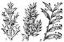 Филлокладии: 1 — у коллекции крестовидной (Colletia cruciata); 2 — у иглицы колючей (Ruscus aculeatus); 3 — у филлантуса красивого (Phyllanthus speciosus). Филлокладии.