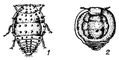 Виноградная филлоксера: 1 — корневая; 2 — листовая. Филлоксера.