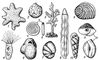 . 1. : 1  Astrorhiza arenaria (  2,5 ); 2  Saccammina sphaerica ( 3,5); 3  Dendrophrya erecta ( 7,5); 4  Plagiophrys cylindrica ( 55); 5  Ammodiscus incertus ( 67,5):    ,     ; 6  Miliammina circularis ( 12,5); 7  Nonion labradoricum ( 30); 8  Nodosaria affinis,  ( 17,5); 9  Peneroplis planatus ( 17,5); 10  Turrilina andreaei,  ( 32,5); 11  Quenqueloculina seminula ( 40):    ,     . .