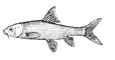   (V. capoeta heratensis). .