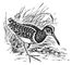   Rostratula benghalensis.  .