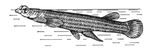 Четырёхглазка A. tetraphtalmus. Четырёхглазки.