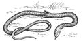   (Pygopus lepidopodus). .