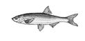 Шемая (Ch. chalcoides). Шемая.