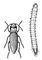   (Agriotes lineatus)   . .
