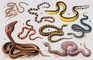 Змеи. 1 — стрела-змея (Psammophis lineolatus); 2 — морская змея (Pelamys platurus); 3 — королевская змея (Lampropeltis pyromelana); 4 — кобровый аспид (Micrurus frontalis); 5 — обыкновенный щитомордник (Ancistrodon halys); 6 — обыкновенная гадюка (Vipera berus); 7 — индийская кобра (Naja naja); 8 — гремучая змея (Crotalus horridus). Щитомордники.