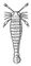Рис. к ст. Эвриптериды. Pterygotus (из силура Северной Америки). Эвриптериды.