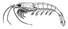 Эвфаузиевый рачок (Euphausia pellucida). Эвфаузиевые.